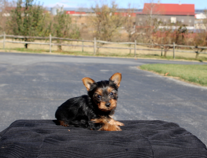 puppy, for, sale, Yokshire Terrier, Matthew B. Stoltzfus, dog, breeder, Gap, PA, dog-breeder, puppy-for-sale, forsale, nearby, find, puppyfind, locator, puppylocator, aca